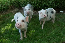 WCS Prospect Park Zoo Debuts Tiny Juliana Pigs